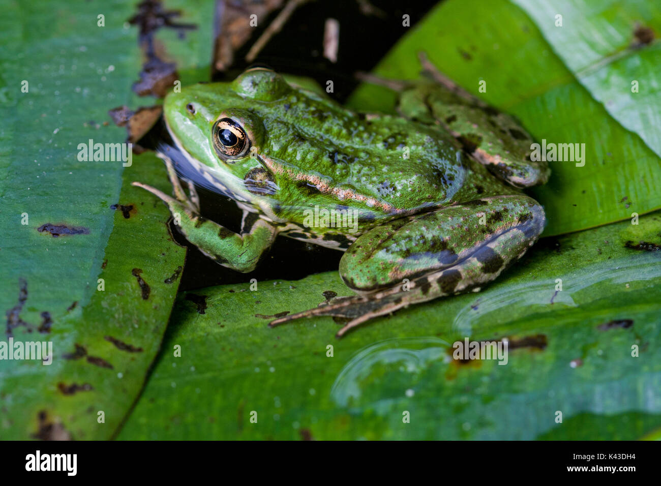 green frog Stock Photo