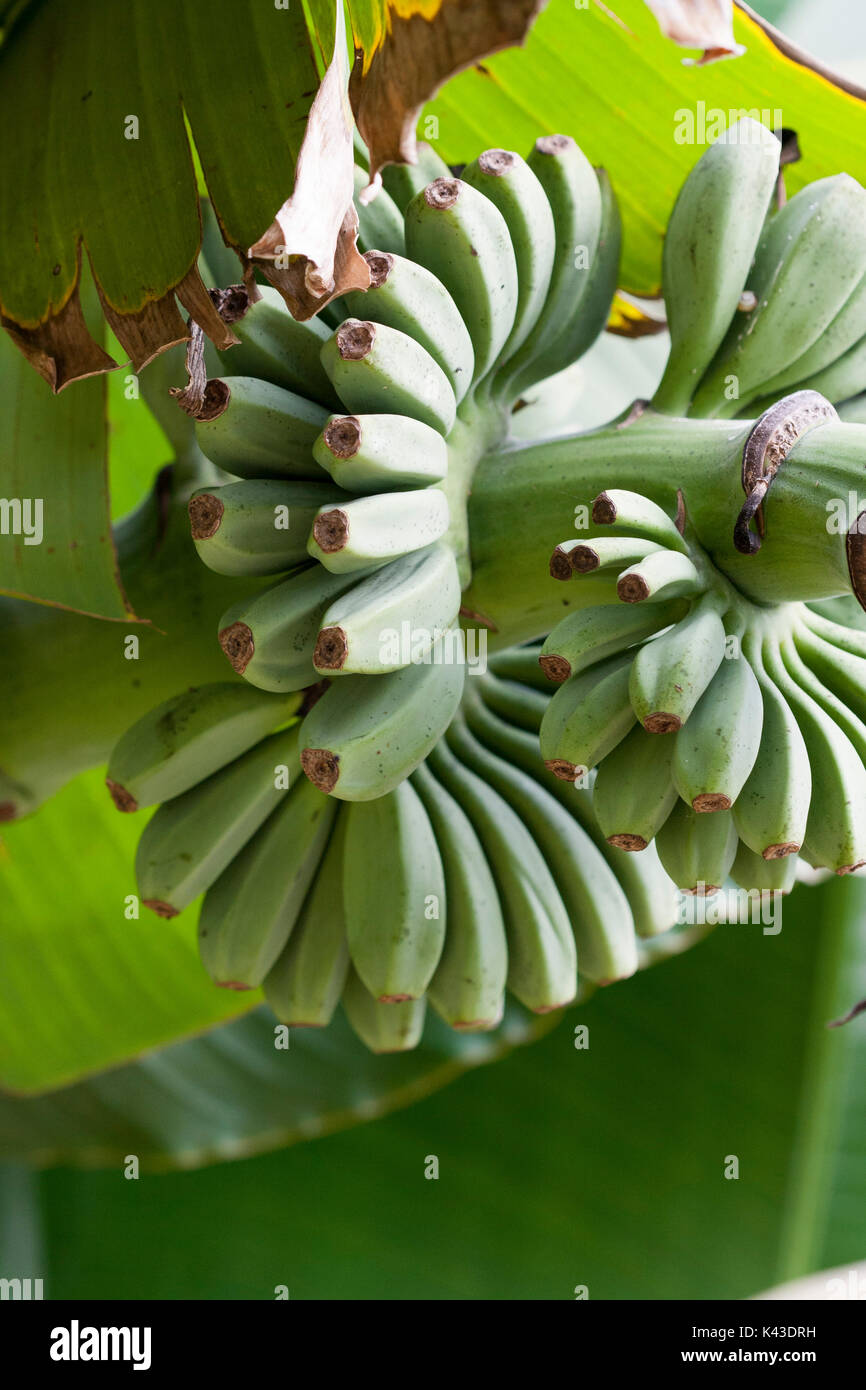 bananas growing Stock Photo