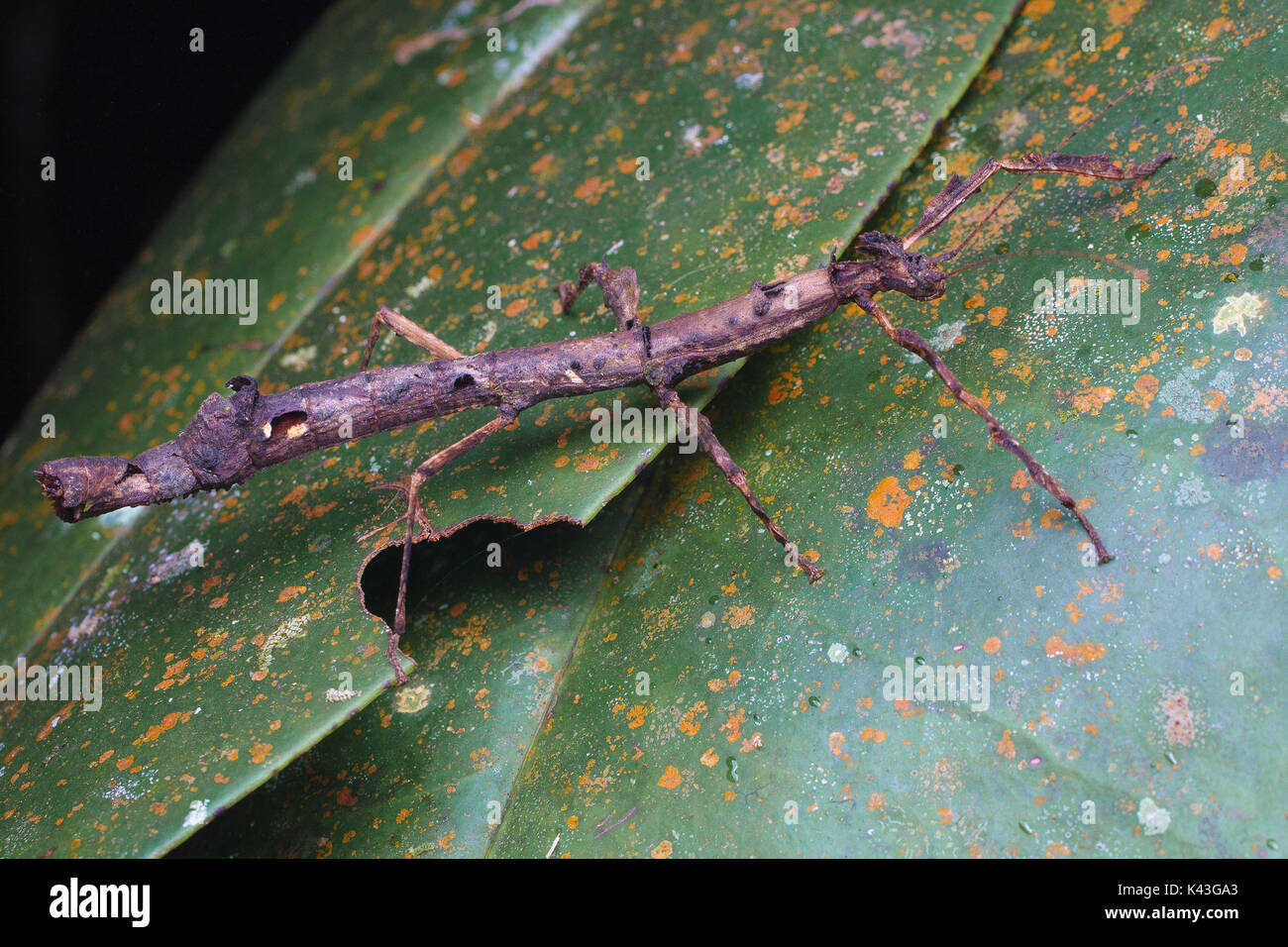 Stick bug hires stock photography and images Alamy