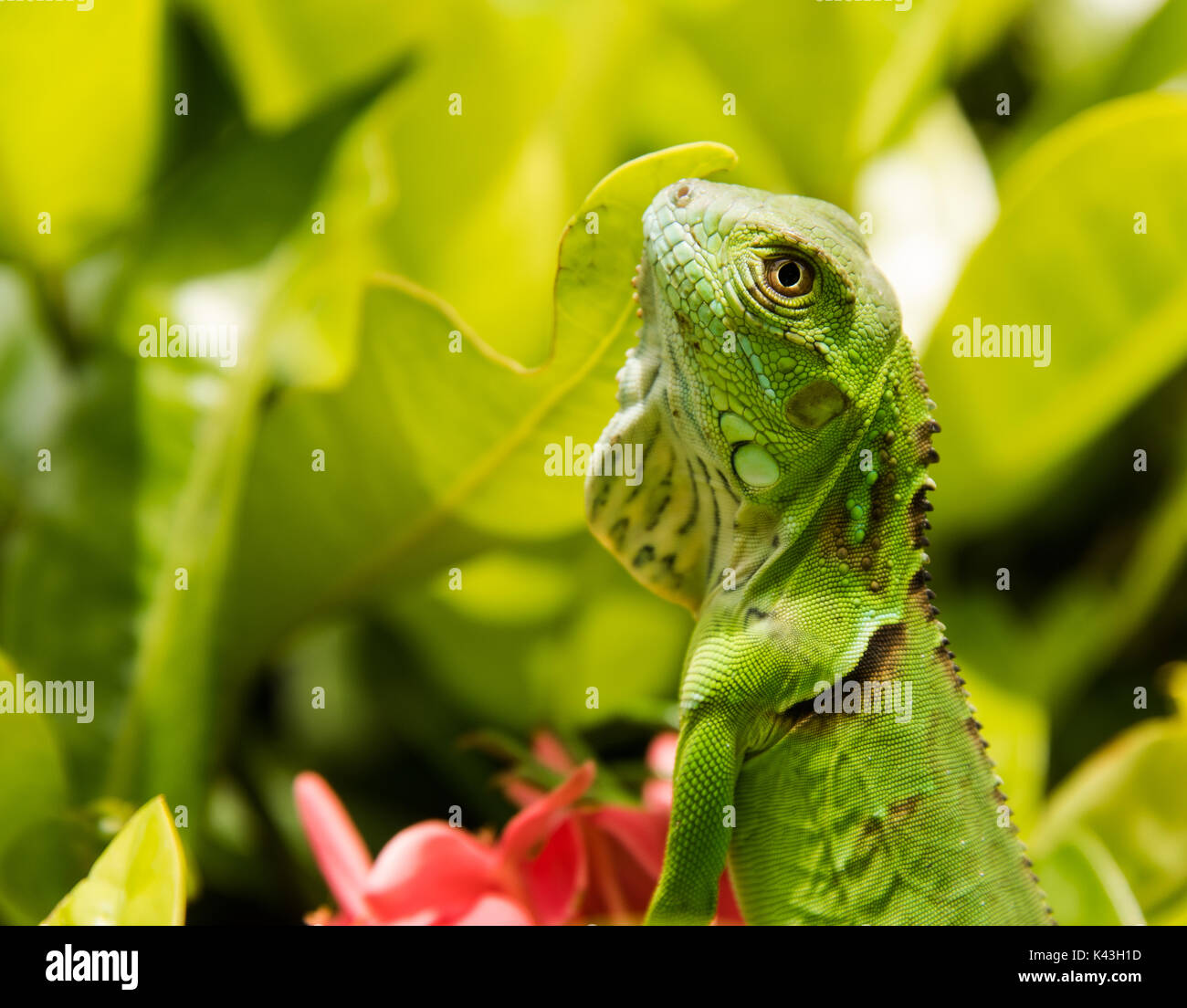 Baby Green Iguana Stock Photo Alamy