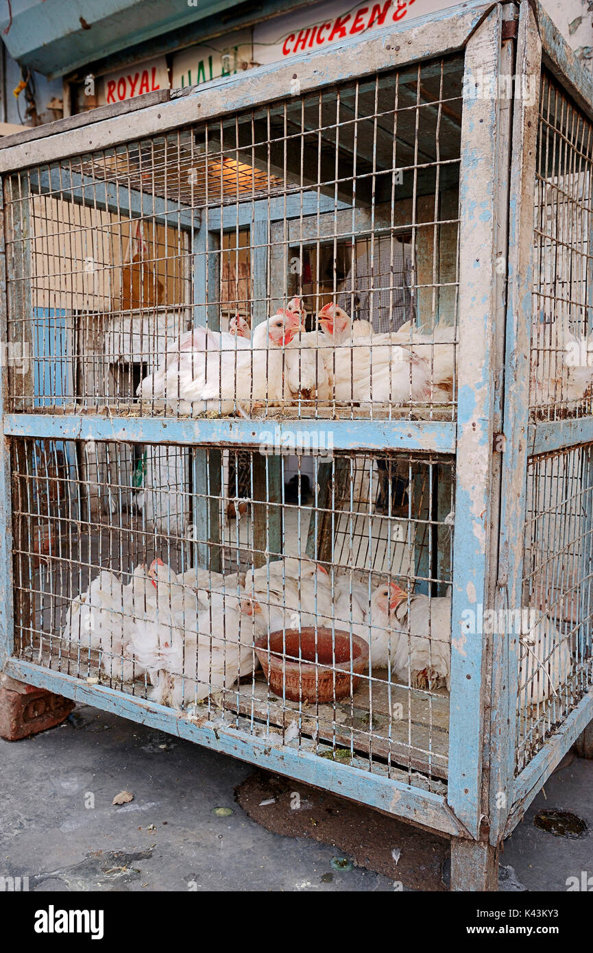 Domestic fowls in cage at shop, New Delhi, India  | Haushuehner in Kaefig in Geschaeft, Neu-Delhi, Indien Stock Photo