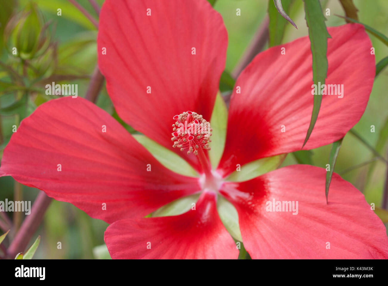 Red hibiscus flower Stock Photo