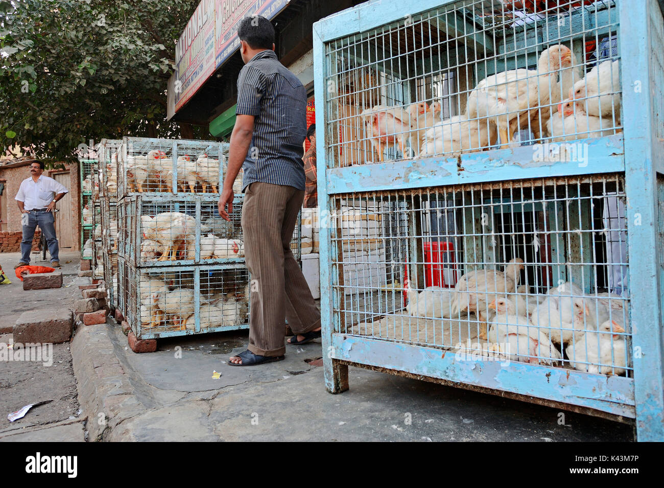 Vendor and domestic fowls in cage at shop, New Delhi, India  | Haushuehner in Kaefig in Geschaeft, Neu-Delhi, Indien Stock Photo