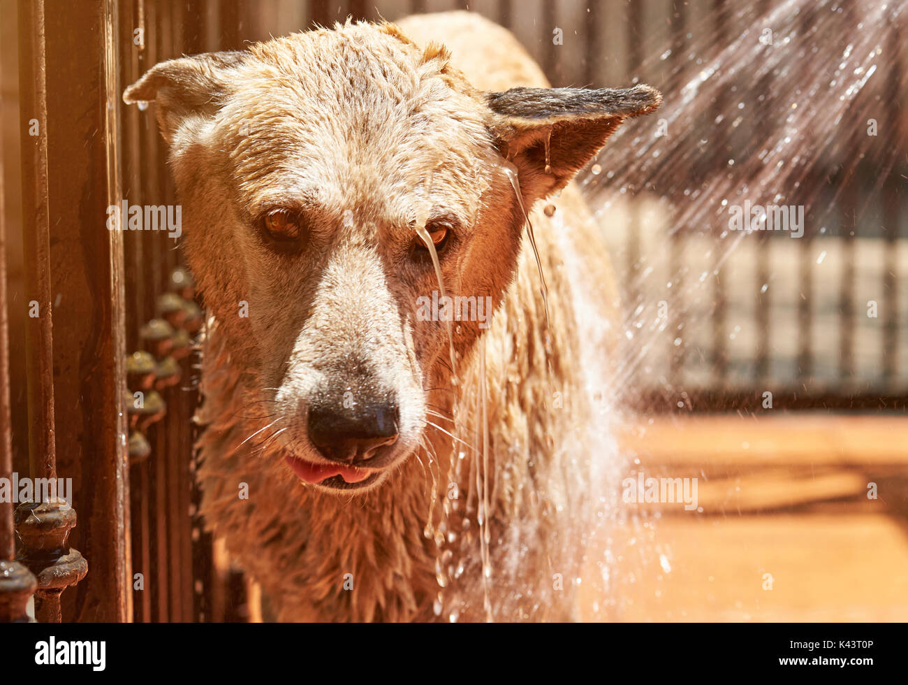Wet unhappy dog take bath. Close-up of dog head while grooming Stock Photo