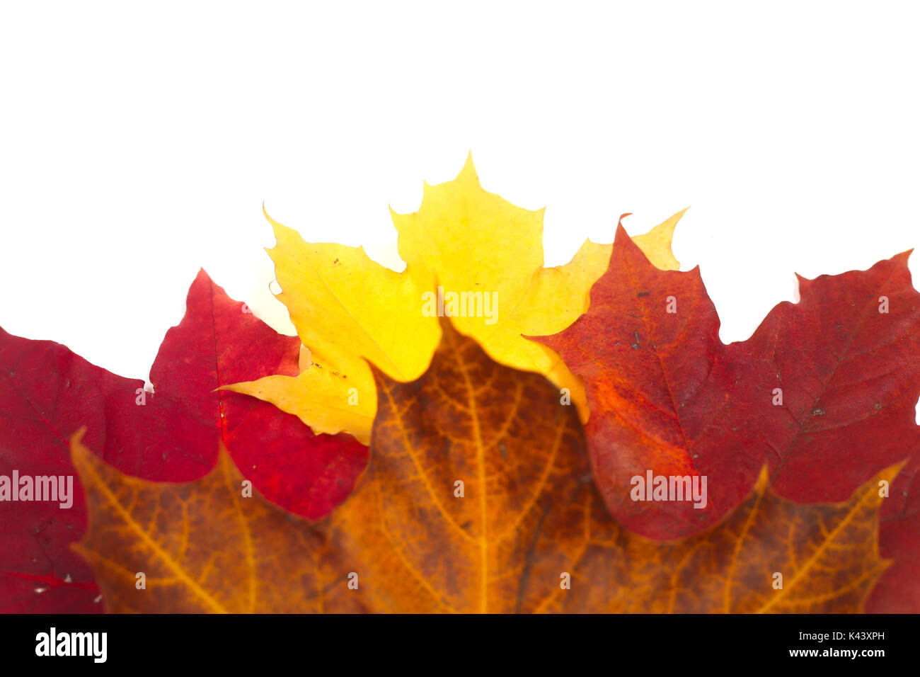 Beautiful colorful autumn leaves isolated on white background Stock ...