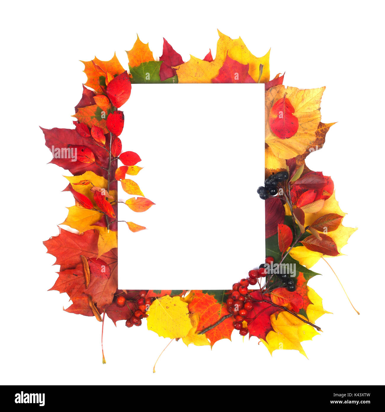 Autumn leaves frame with white paper isolated on white background Stock ...