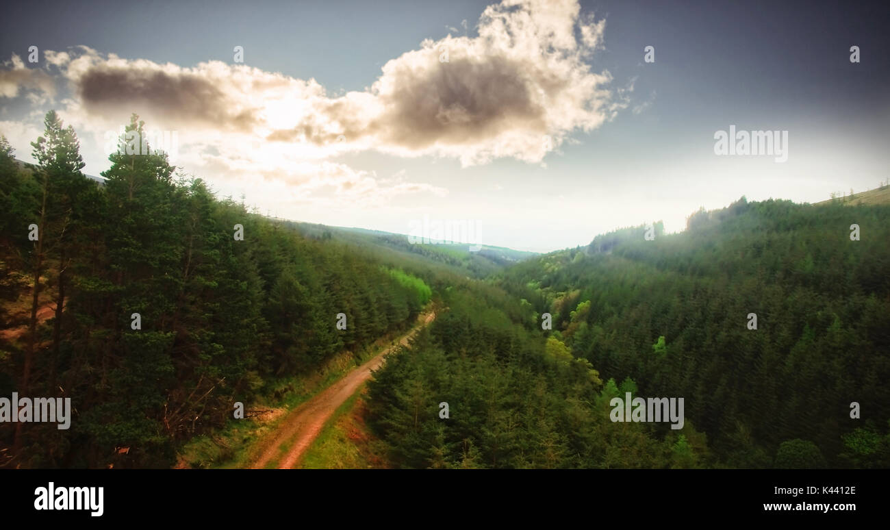 Dirt road amidst trees against sky at forest Stock Photo - Alamy