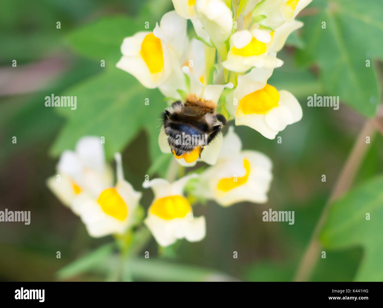 close up behind bottom bumble bee on Linaria vulgaris flower; Essex; England; UK Stock Photo