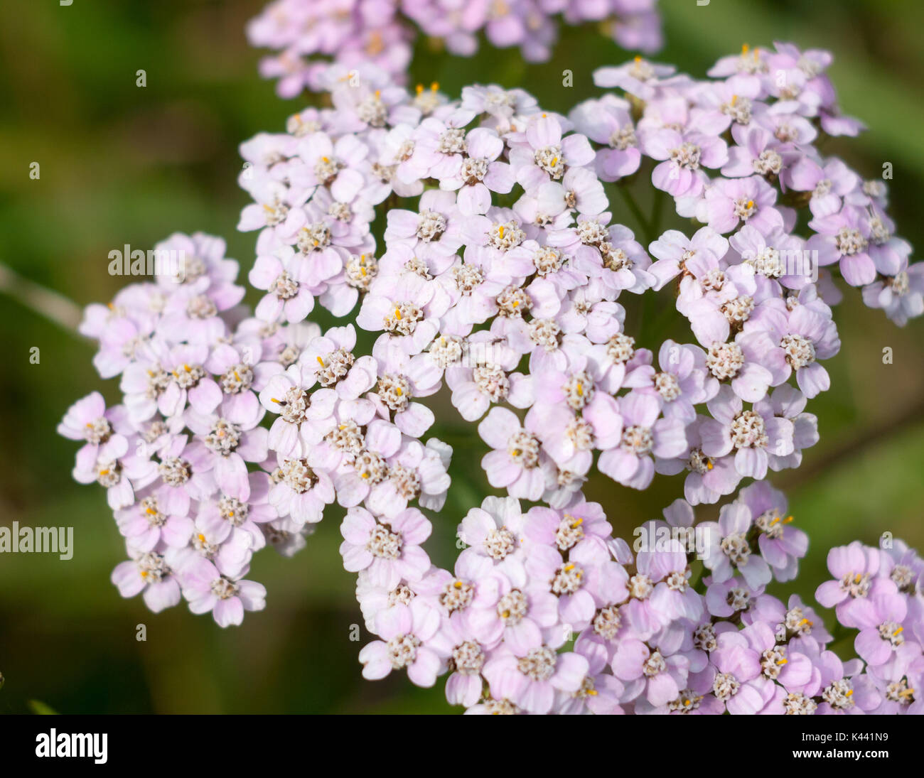 close up bunch of yarrow flowers Achillea millefolium; Essex; England; UK Stock Photo