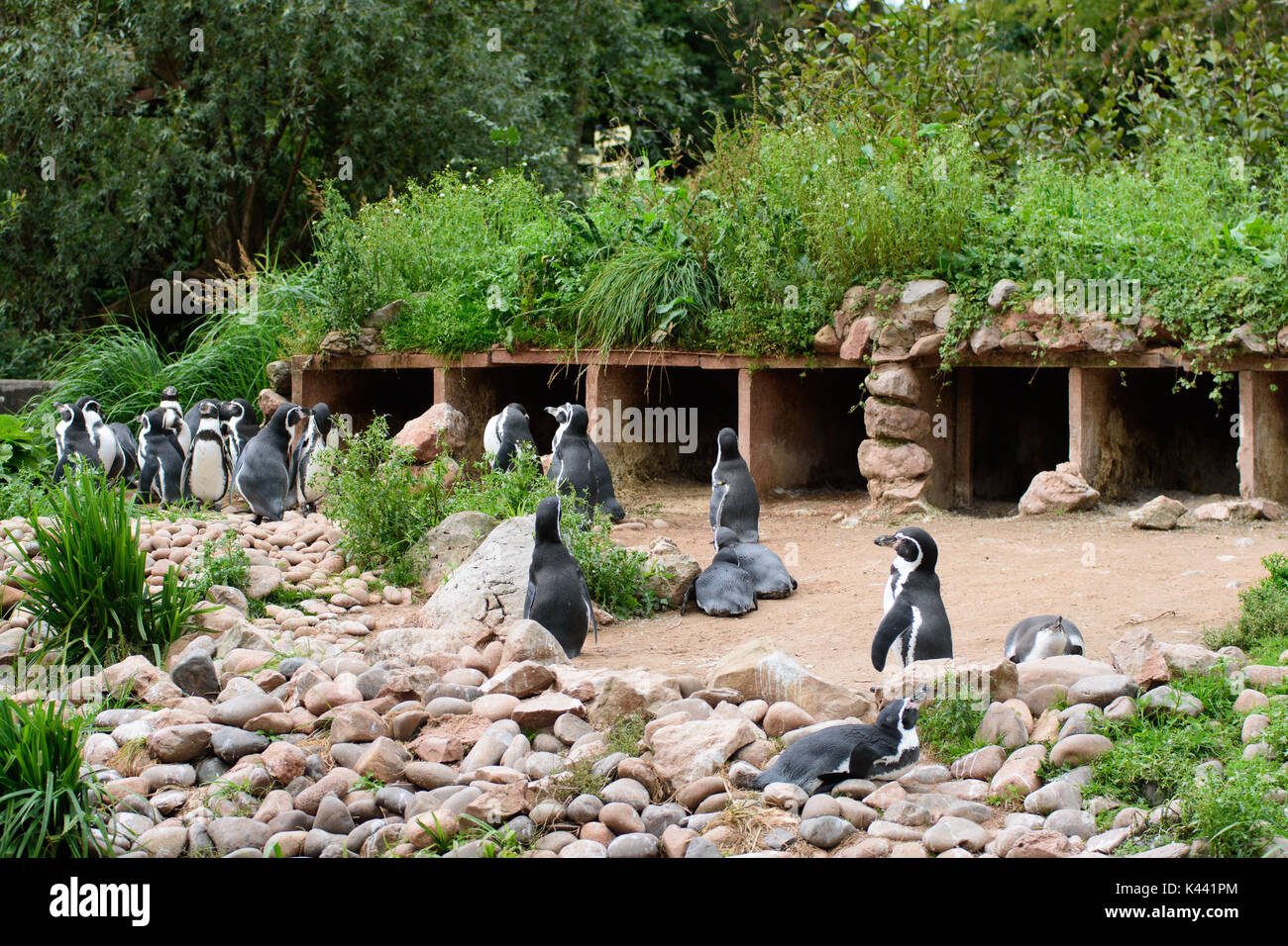 Special measures zoo hi-res stock photography and images - Alamy