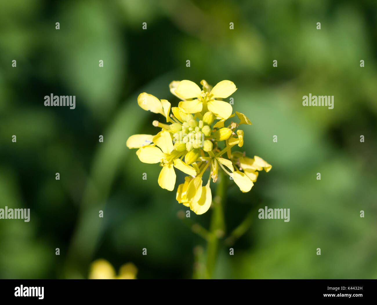growing wild yellow Bedstraw (Galium verum) green background; Essex; England; UK Stock Photo