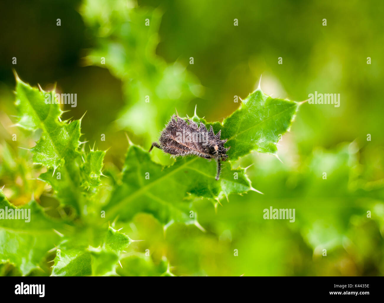 hairy dead grey leaf on green spiky leaf plant; Essex; England; UK Stock Photo