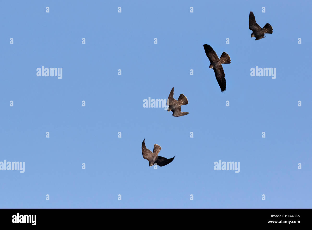 Wild Peregrine Falcon diving Stock Photo
