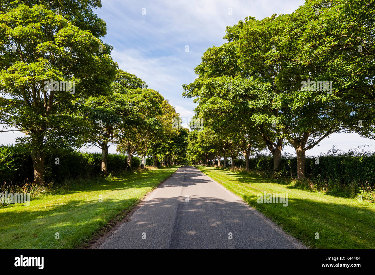 King's Avenue in Anmer , Norfolk , England , Britain , Uk Stock Photo