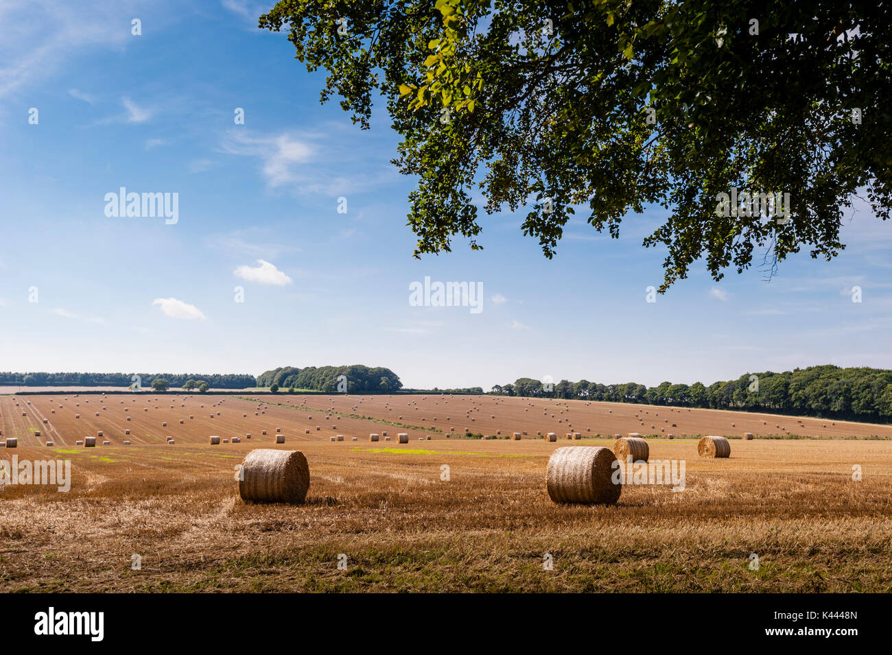 A stubble field viewed from King's Avenue in Anmer , Norfolk , England , Britain , Uk Stock Photo