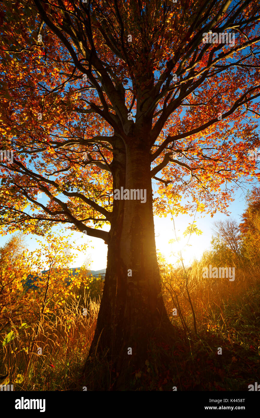 Majestic beech tree with sunny beams Stock Photo