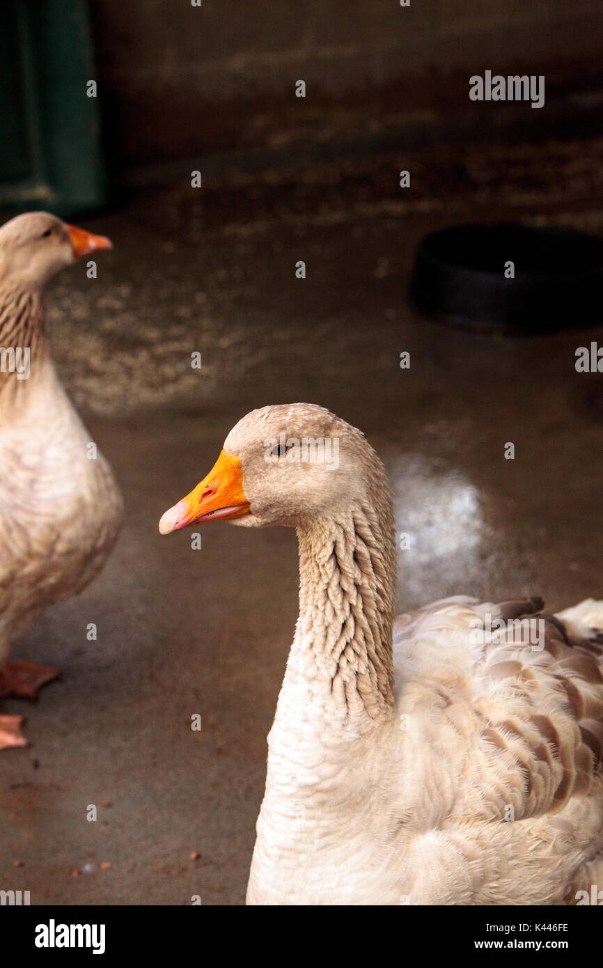 American buff goose Anser anser domesticus is a rare breed of goose used  for meat and eggs Stock Photo - Alamy