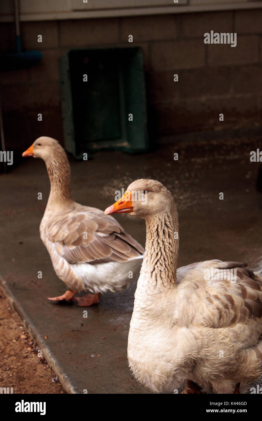 American buff goose Anser anser domesticus is a rare breed of goose used  for meat and eggs Stock Photo - Alamy