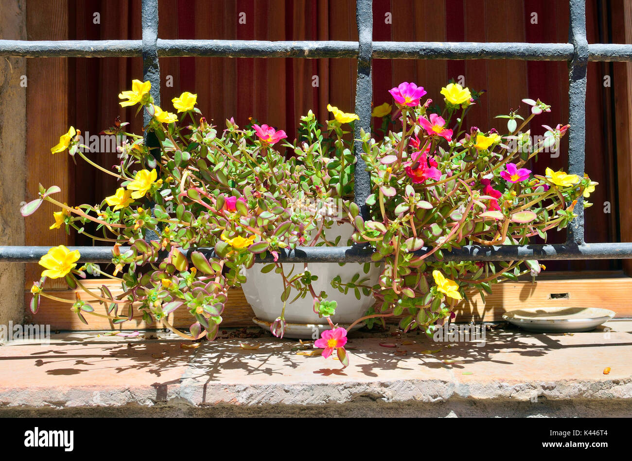 Portulaca oleracea (Popular known as Verdolaga). Beautiful and colorful plant with pink and yellow flowers, over the window sill. Rural environment. Stock Photo