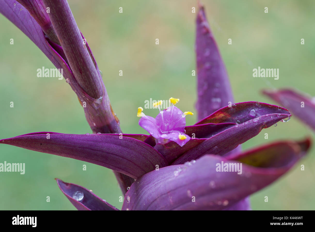 Purple Heart Or Setcresea (tradescantia pallida purpurea) closeup of the flower Stock Photo