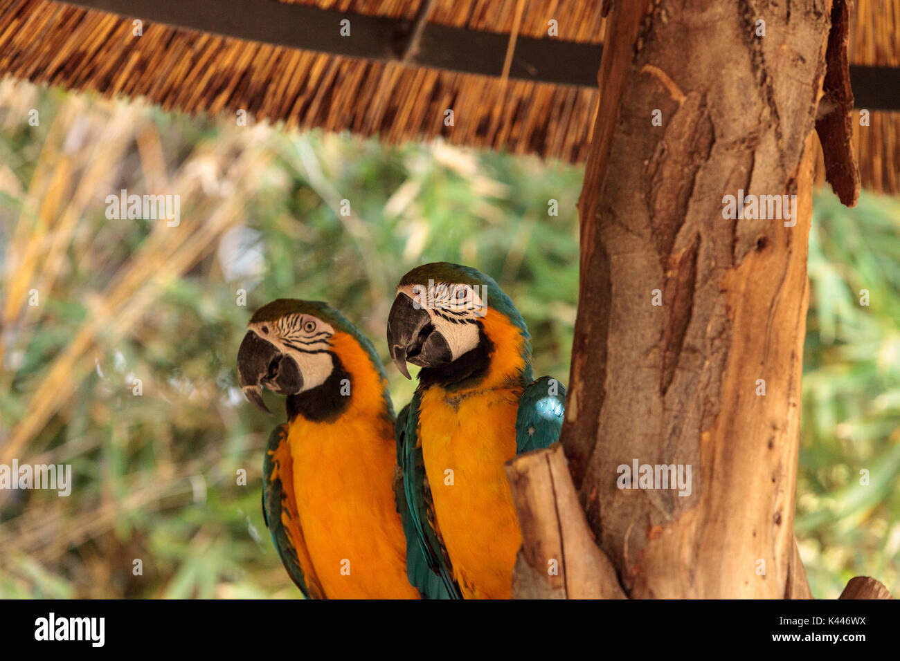 Picture of Blue and yellow Macaw bird called Ara ararauna perches under an ...