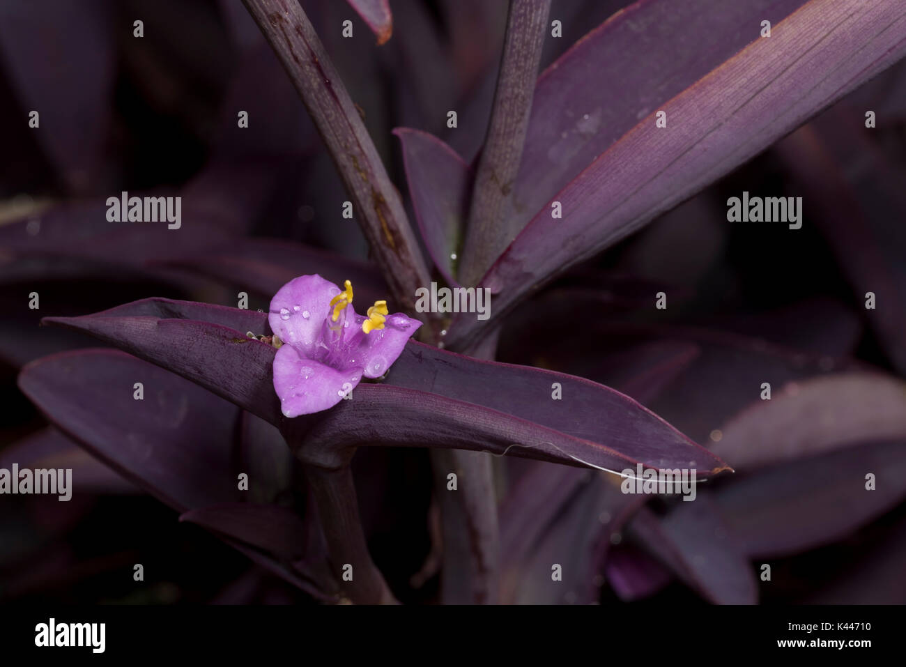 Purple Heart Or Setcresea (tradescantia pallida purpurea) closeup of the flower Stock Photo