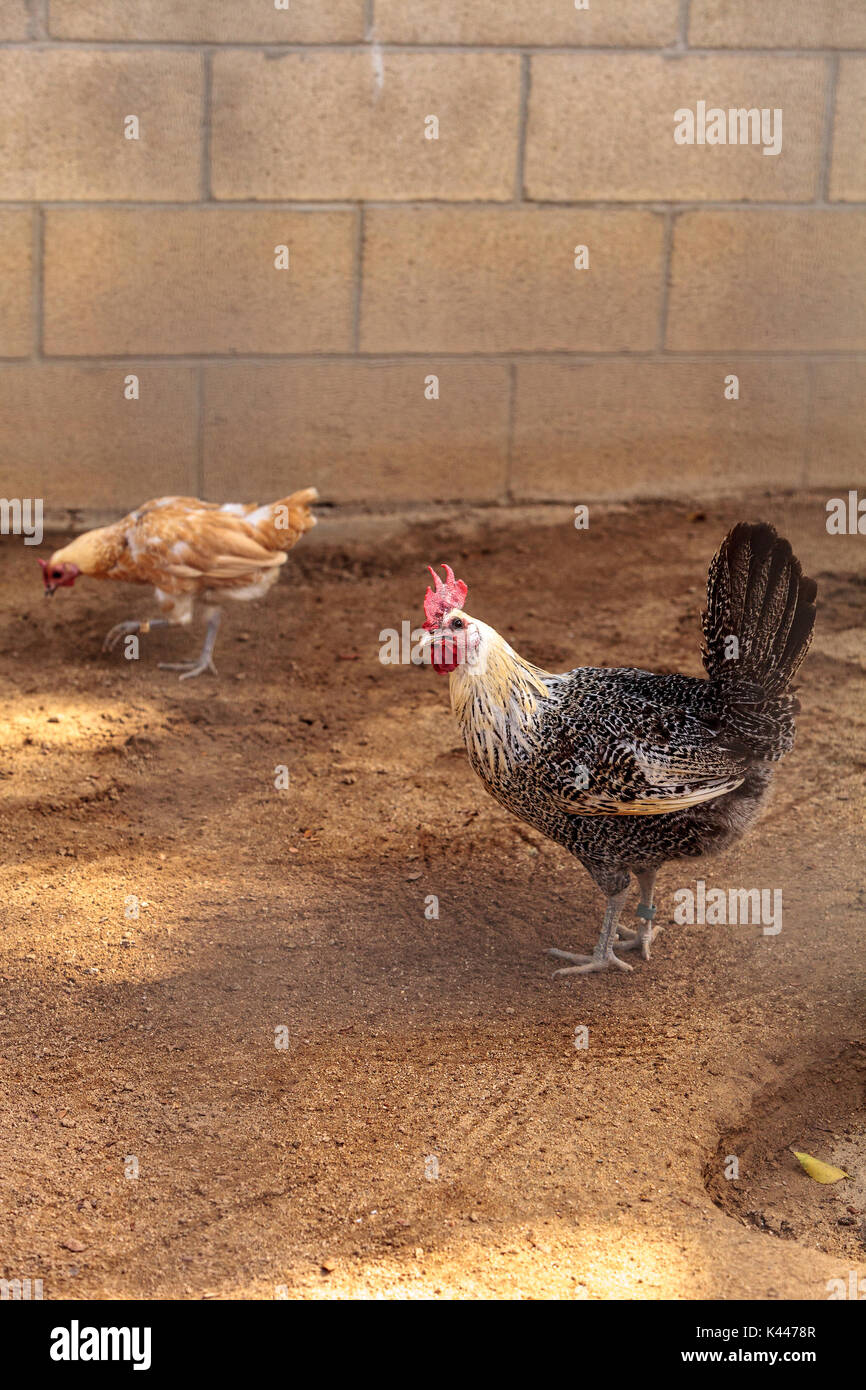 Rooster, brahma (chicken) stock photo. Image of path - 38293806