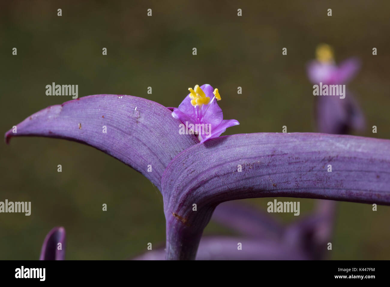 Purple Heart Or Setcresea (tradescantia pallida purpurea) closeup of