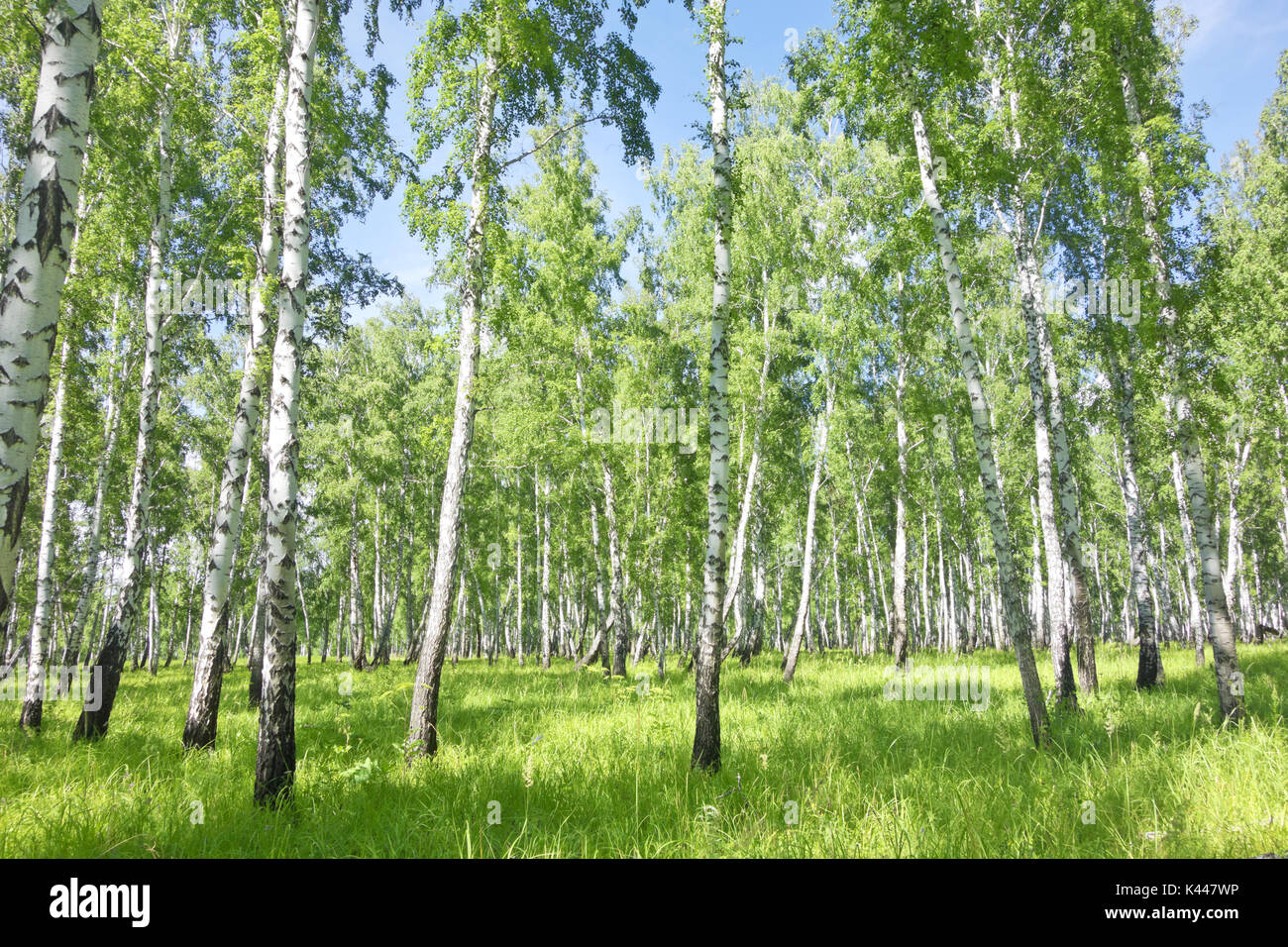 summer birch forest Stock Photo - Alamy
