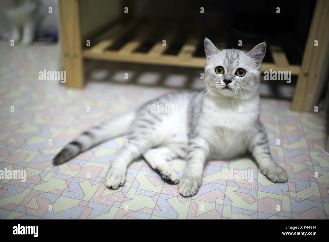 young white and grey shorthair cat Stock Photo