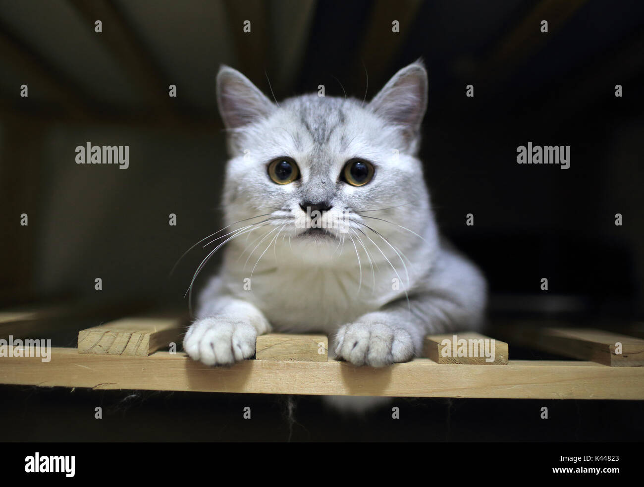young white and grey shorthair cat Stock Photo