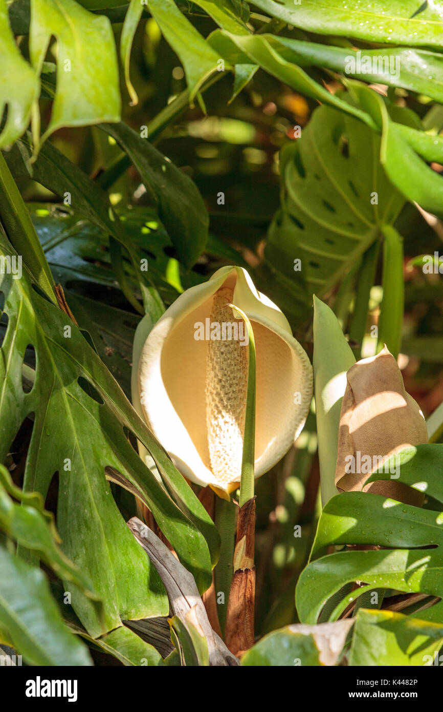 Giant Spathiphyllum cochlearispathum flower blooms with its large stamen in a tropical forest. Stock Photo