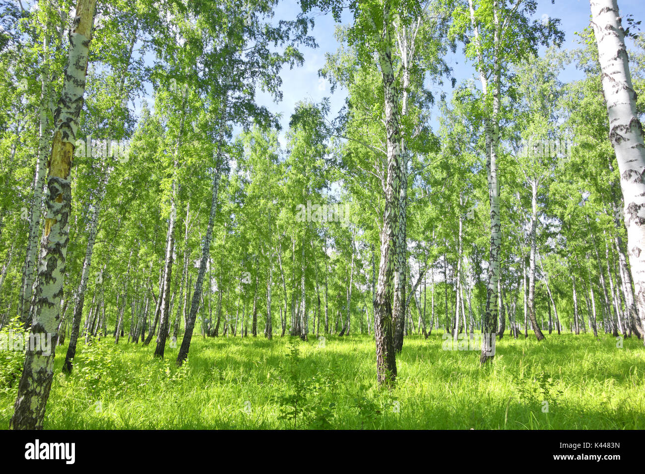 summer birch forest Stock Photo - Alamy