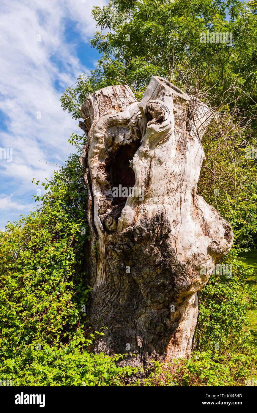 An ancient oak tree at Sandringham Estate in Norfolk , England , Britain , Uk Stock Photo