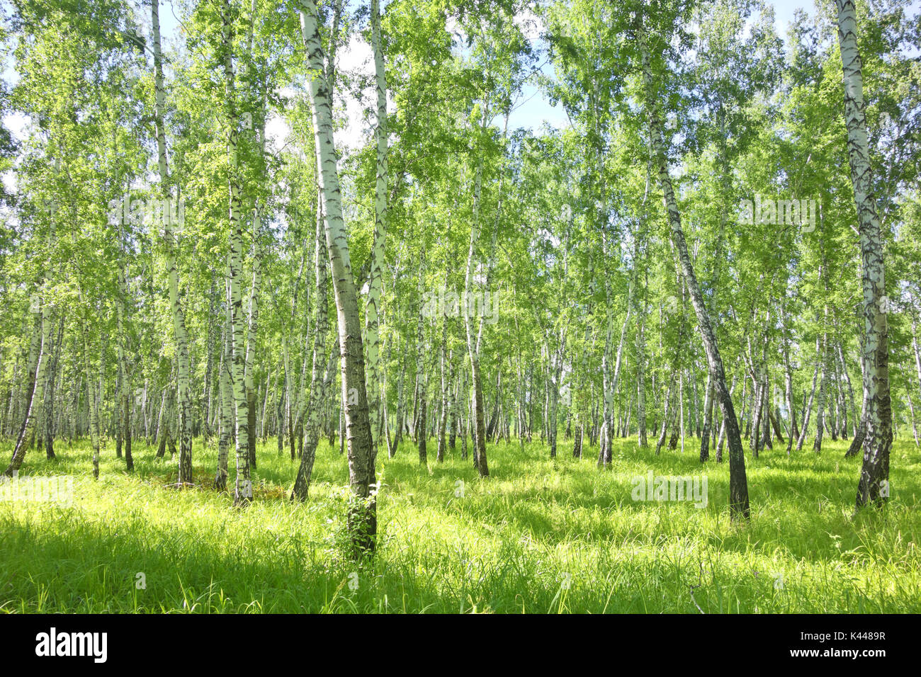 summer birch forest Stock Photo - Alamy