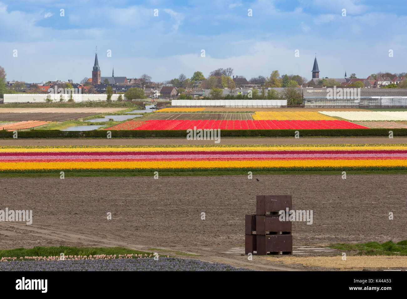Spring bulb bulbs hires stock photography and images Alamy