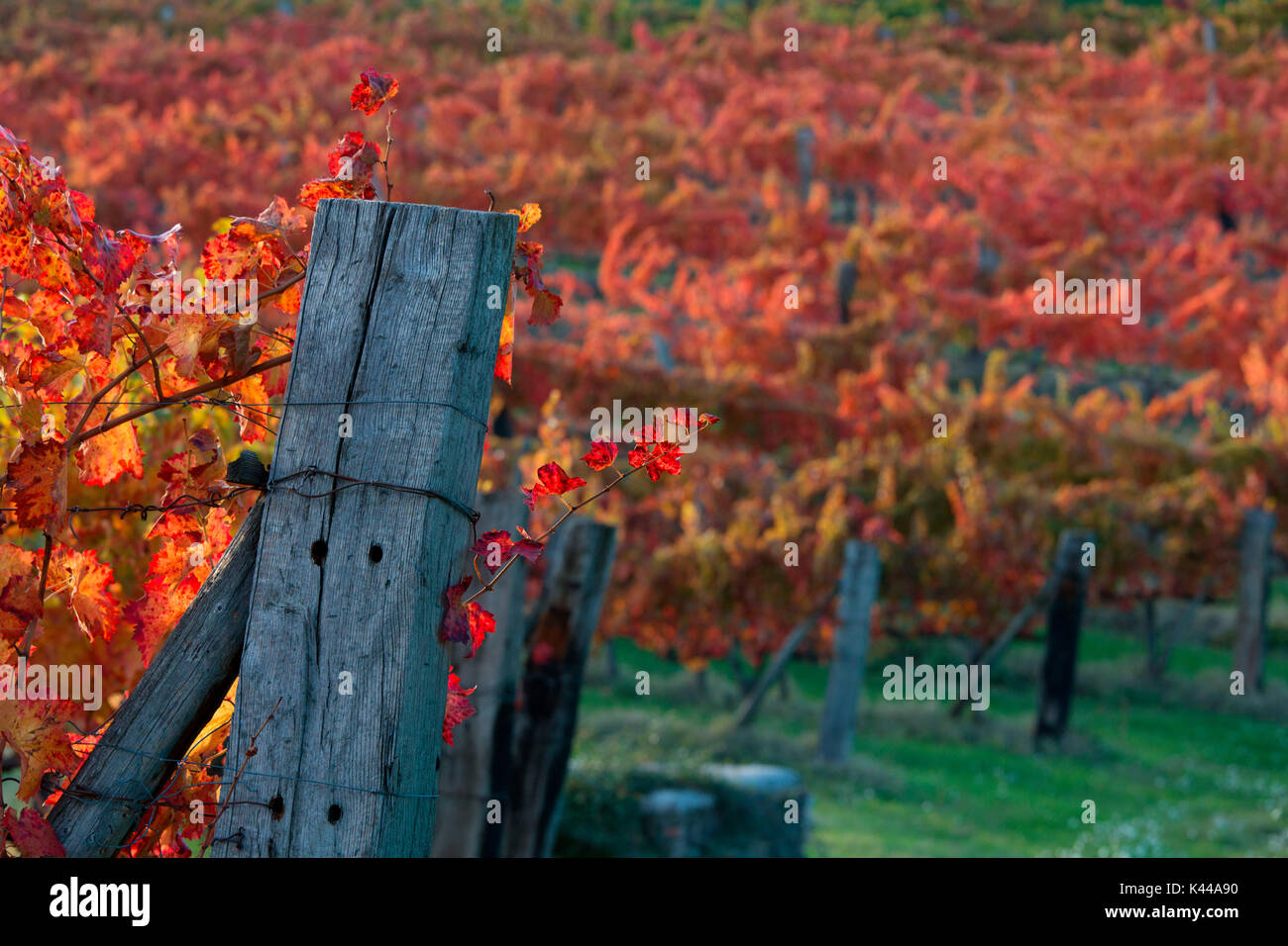 Europe,Italy,Umbria,Perugia district. Vineyards of Montefalco Stock Photo