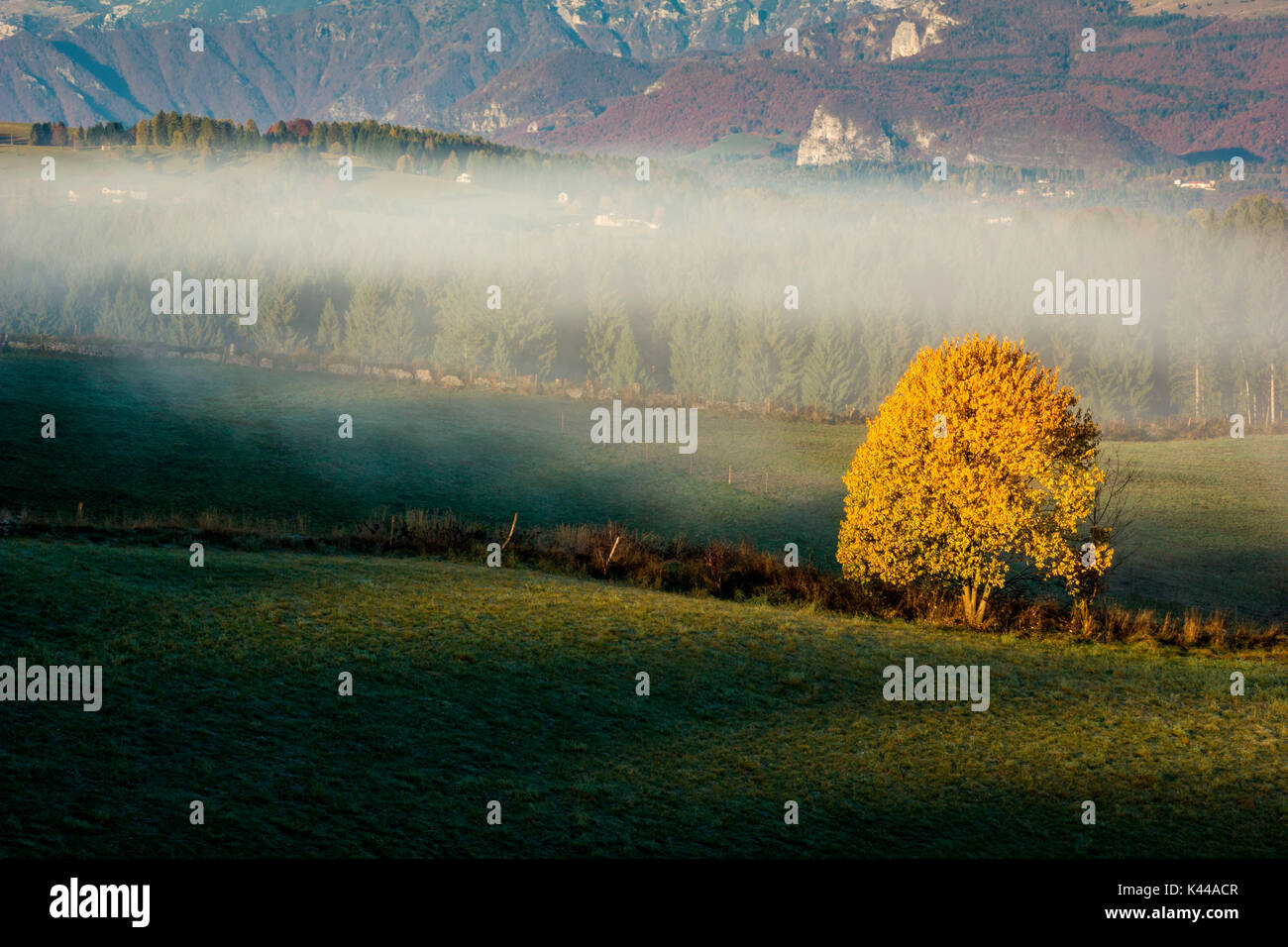 Altopiano of Asiago, Province of Vicenza, Veneto, Italy. Solitary beech tree with autumnal mist. Stock Photo