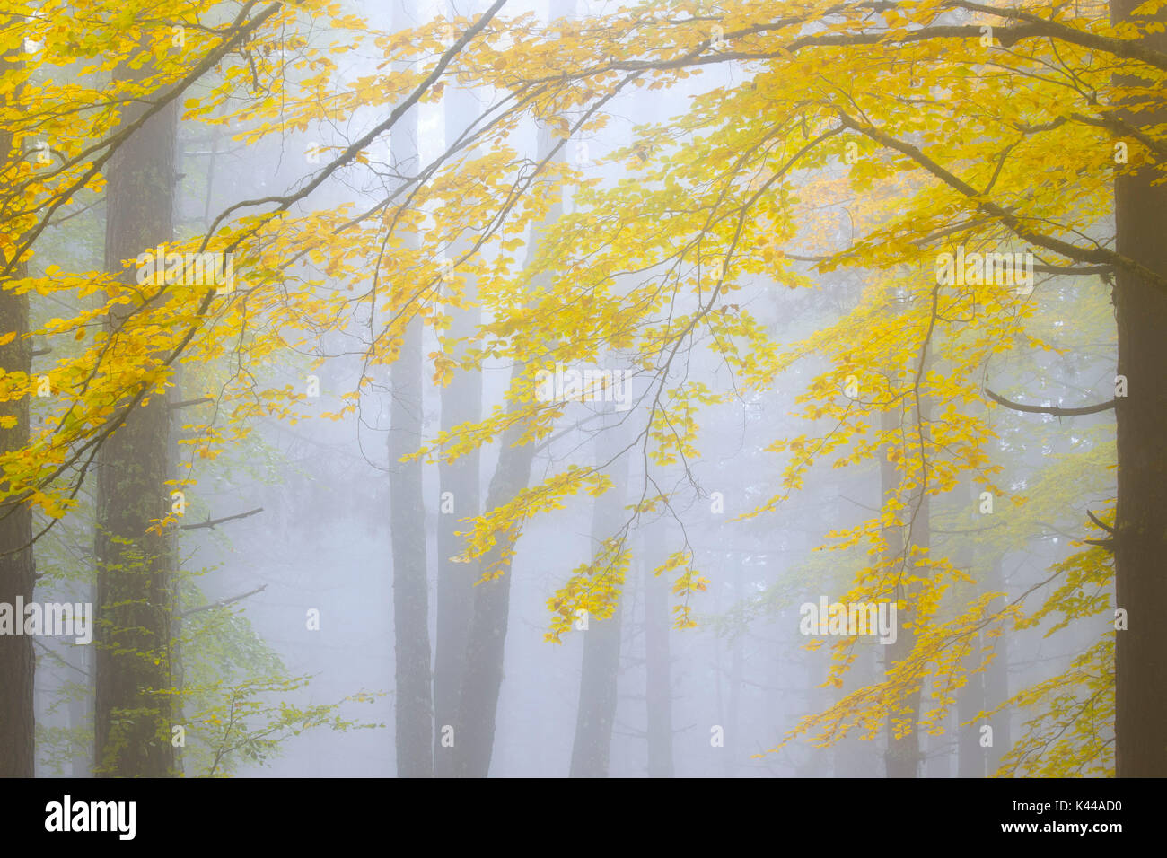 Buturo hi-res stock photography and images - Alamy