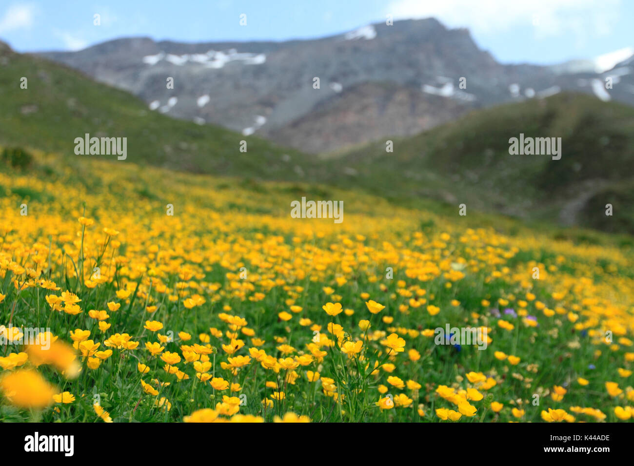 gran paradiso, national park, flowers, Trollius europaeus,aosta valley, rhemes valley, italy Stock Photo