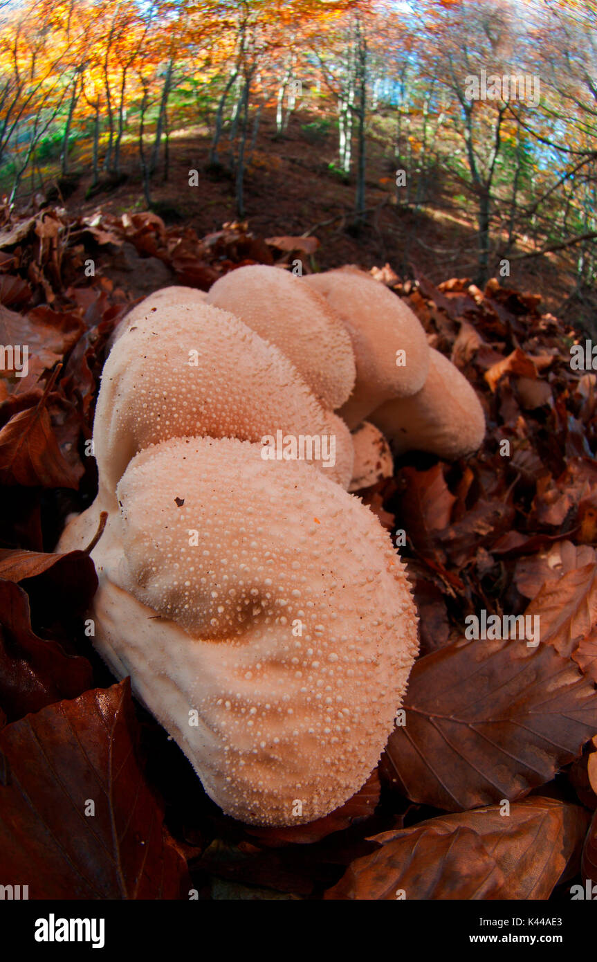 Mushroom in a woodland, Lycoperdon perlatum. Aveto valley, Genoa, Italy, Europe. Stock Photo