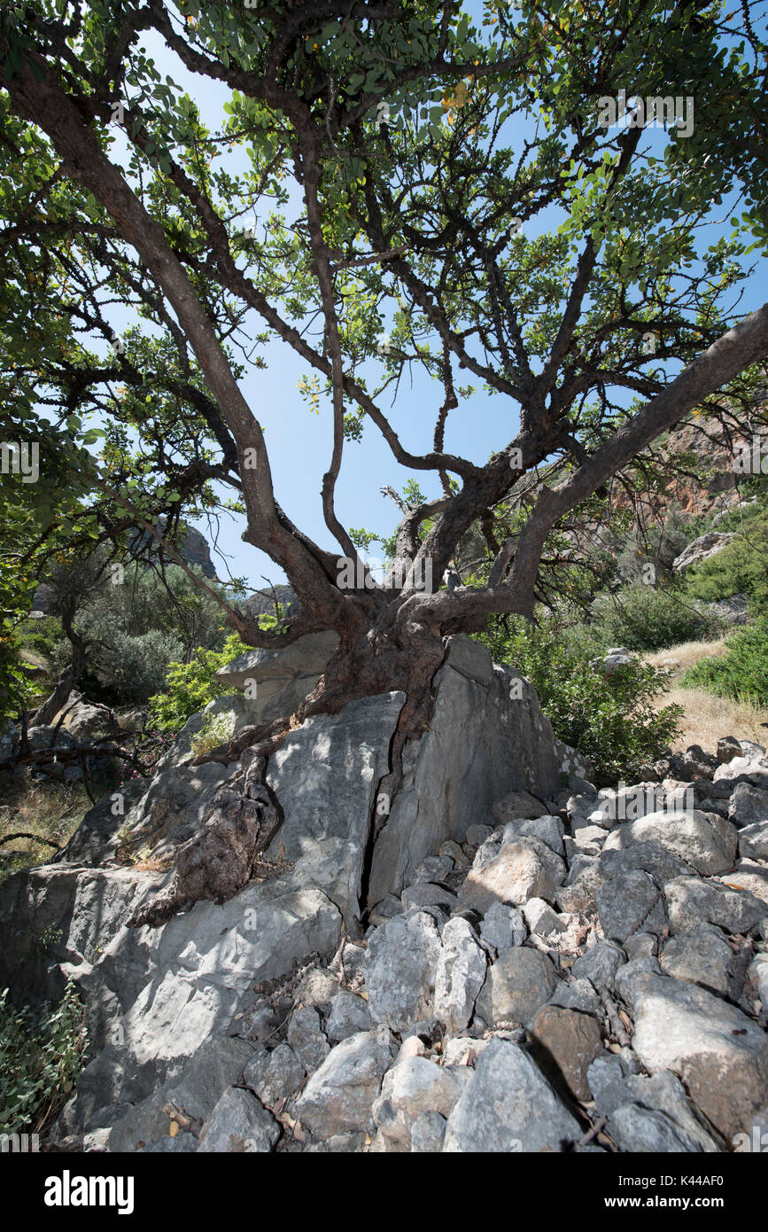 Ancient olive oil tree, Lissos bay, Crete, Greece, Europe. In Lissos abandoned town grows a lot of centenary olive oil trees with very particullary trunks. Stock Photo