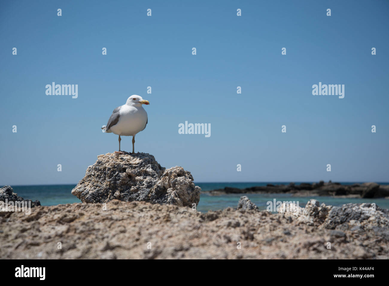 Elafonissi beach, Crete, Greece, Europe. A Seagull bird on a rock. Stock Photo