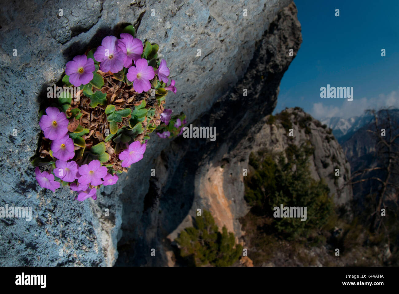 France and Italy border. The very rare Primula allionii grows between France and Italy on the rocks Stock Photo