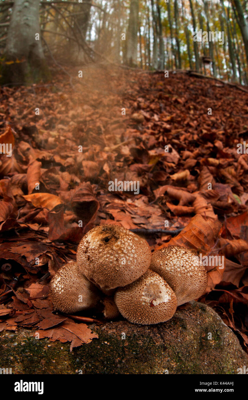 Mushroom spore smoke in a woodland in autumn. Aveto valley, Genoa, Italy, Europe Stock Photo