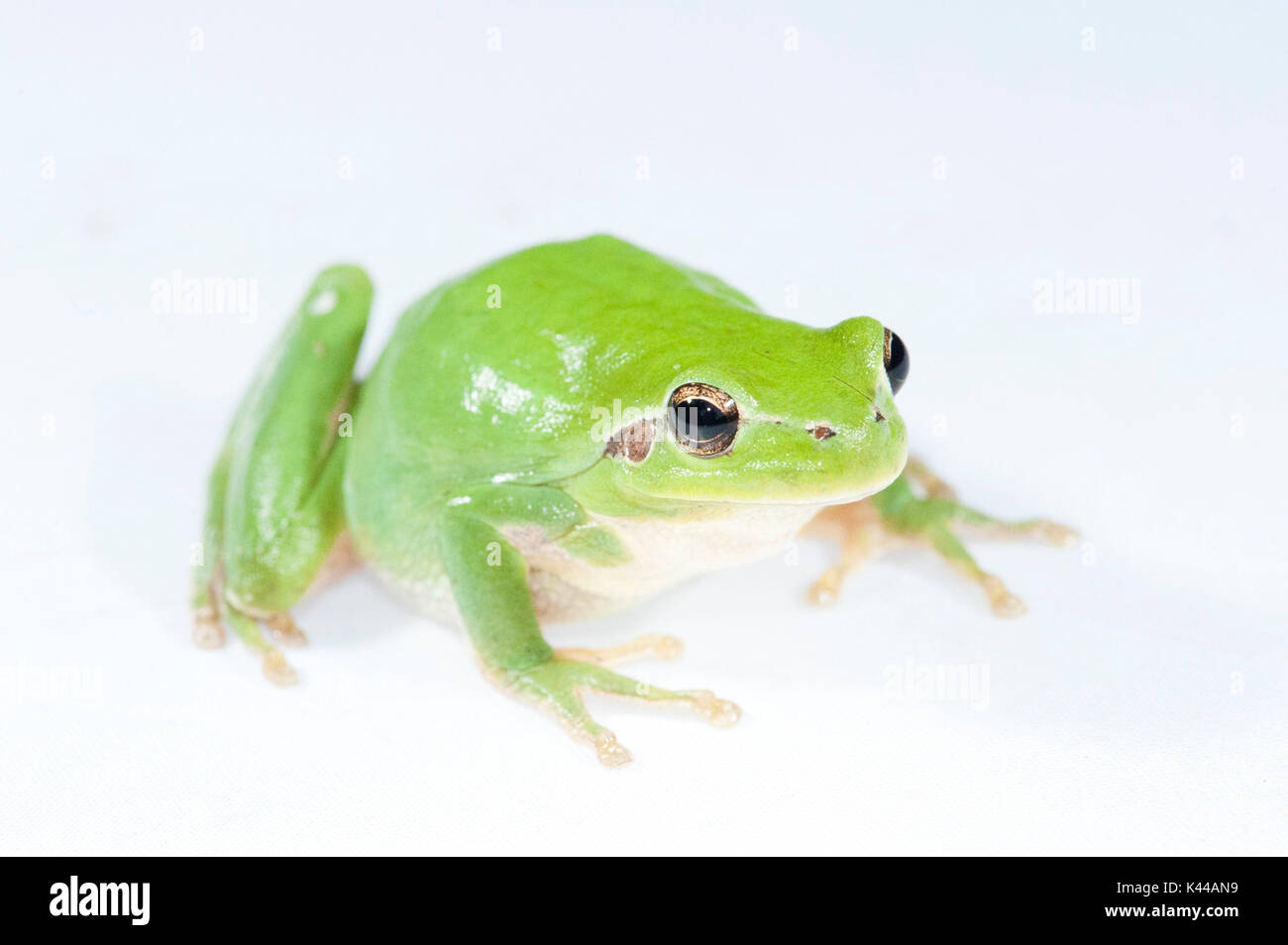 Stripeless tree frog, Hyla meridionalis Stock Photo Alamy