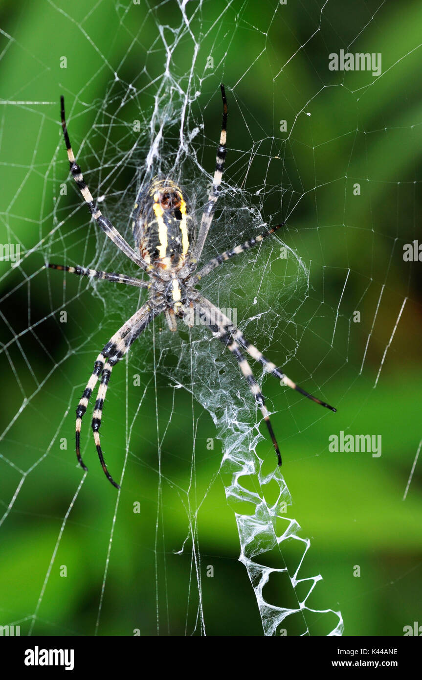 Spider belonging to the species Argiope bruennichi. Stock Photo
