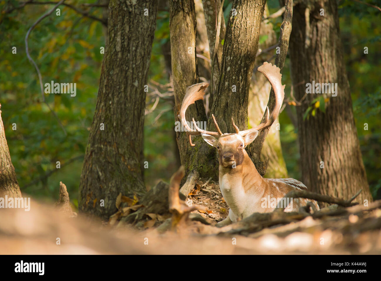 Fallow deer, Dama dama. Liguria, Italy. Stock Photo