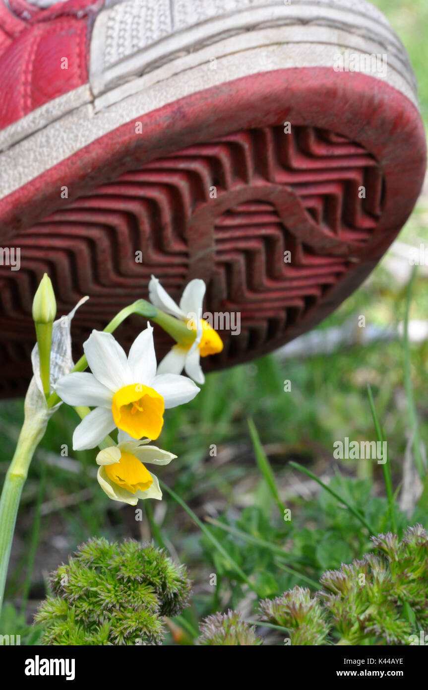 Sneaker trample