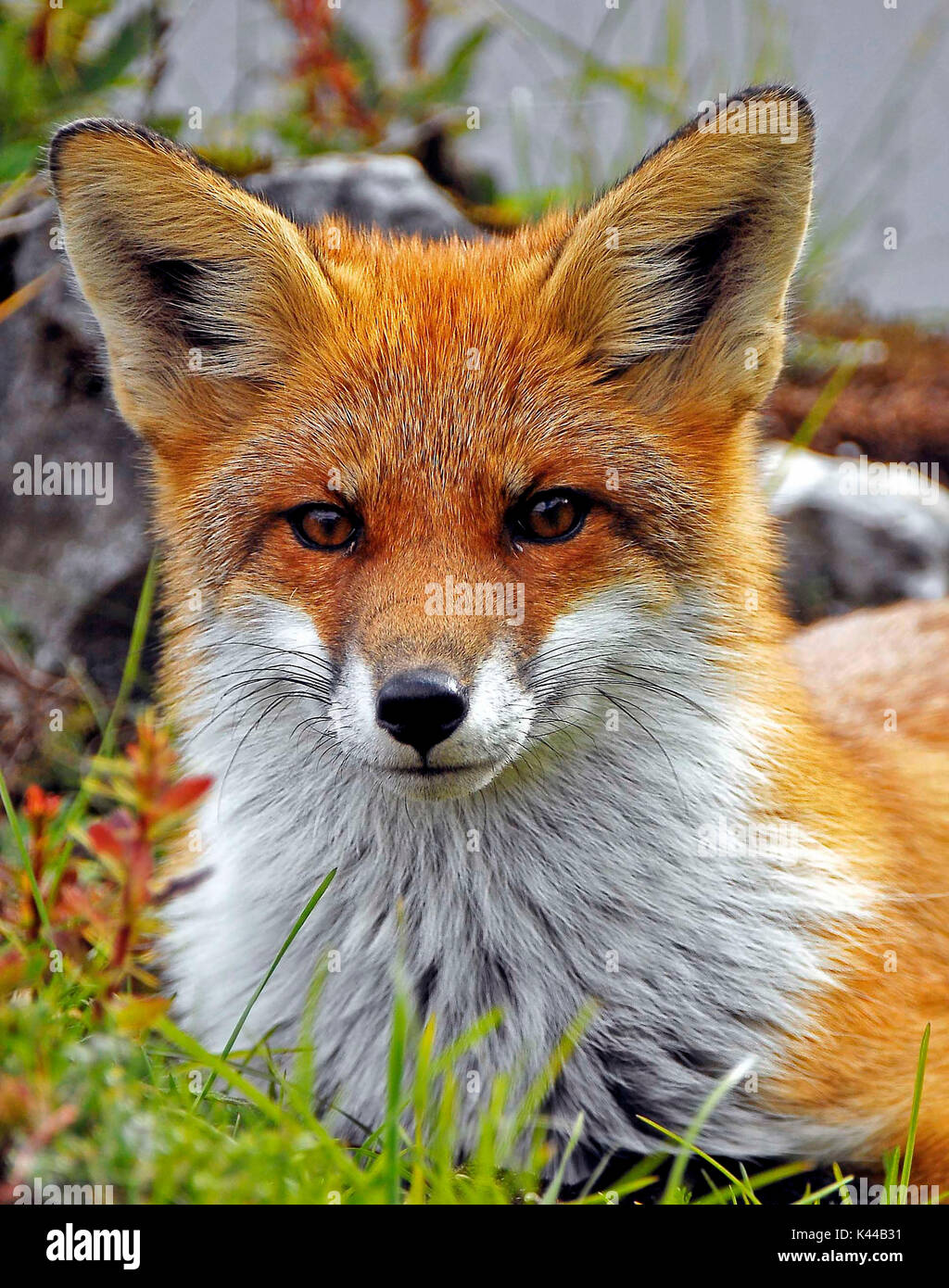 Europe Italy Trentino Dolomites Fassa Valley Volpe Rossa Vulpes 